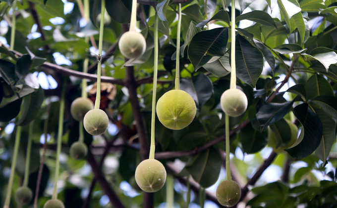 Cây[-]bao[-]báp[-]lâu[-]đời[-]nhất[-]Sài[-]Gòn[-]vào[-]mùa[-]nở[-]hoa